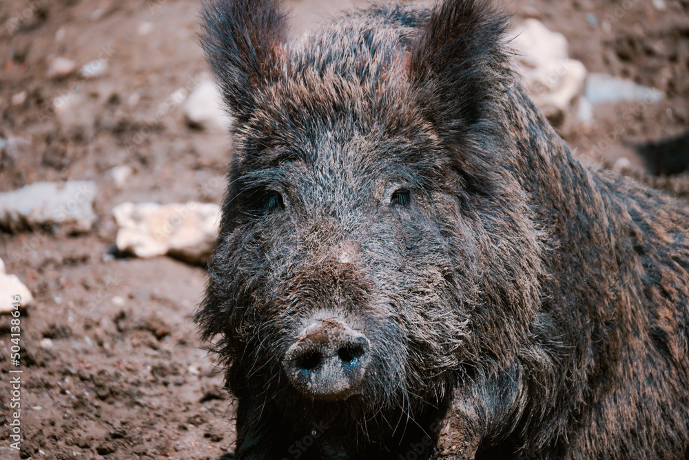 Wild pig in mud, boar in nature Wild pig in mud, boar in nature