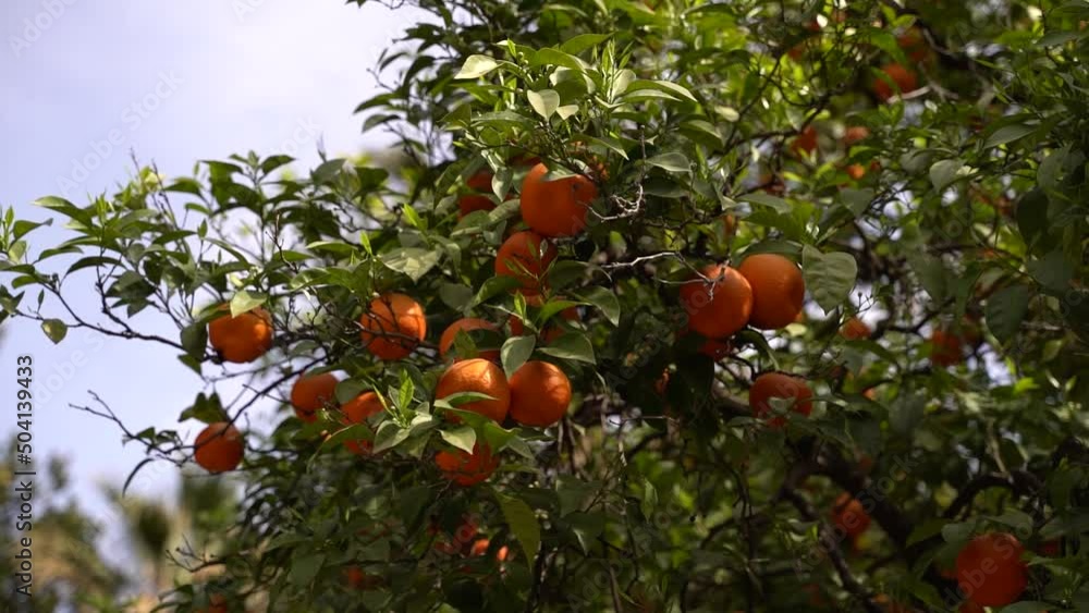 Beautiful ripe orange trees growing on vibrant tree against blue sky Beautiful ripe orange trees growing on vibrant tree against blue sky