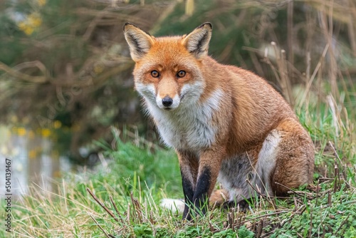 red fox vulpes © Chris