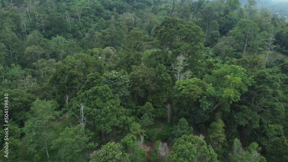 Aerial view of tropical rainforest in Aceh, Indonesia is incredibly green and dense. Aerial view of tropical rainforest in Aceh, Indonesia is incredibly green and dense.