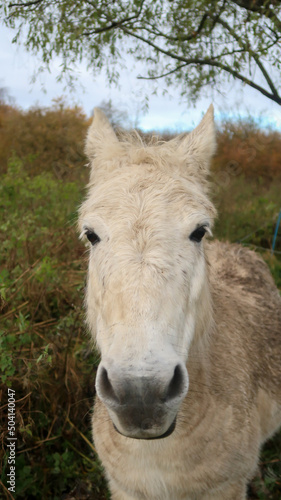 Close up of a beautiful white horse head with fur with vegetation in background