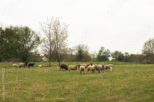 Flock of sheep on the green field.