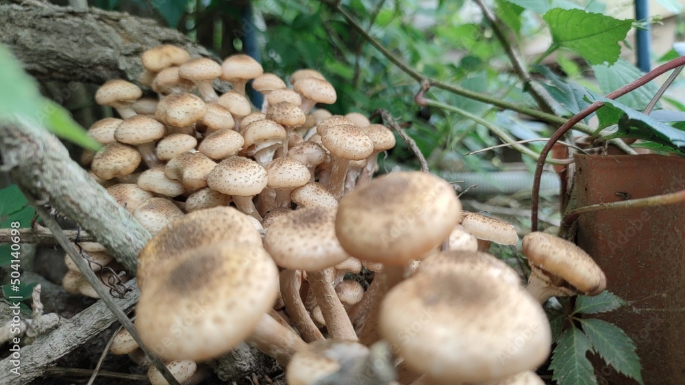 Mushrooms have grown on the old trunk. On the trunk of girlish grapes, among the green leaves, a whole family of light brown Siberian honey agaric mushrooms appeared. They are different sizes. Mushrooms have grown on the old trunk. On the trunk of girlish grapes, among the green leaves, a whole family of light brown Siberian honey agaric mushrooms appeared. They are different sizes.