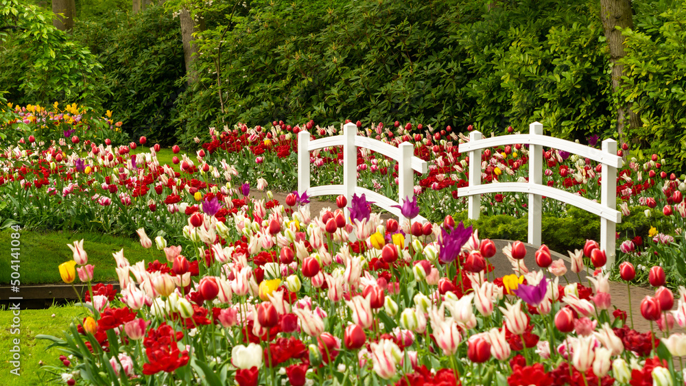 Romantic white bridge among tulips blooming in the garden. A charming place full of flowers.