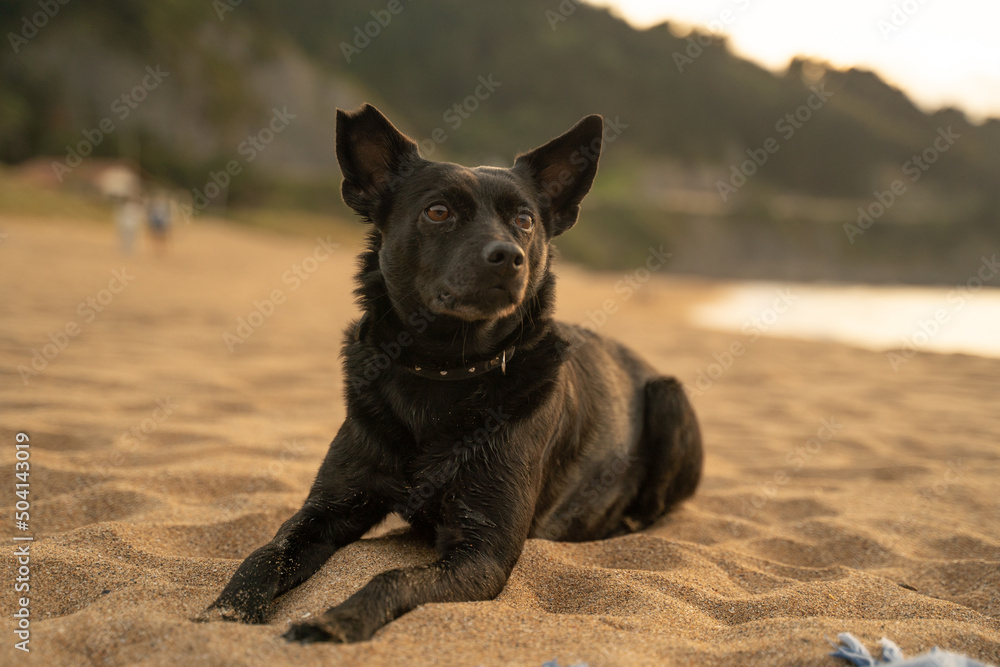 small black dog resting calmly on the beach sand at sunset (close up) small black dog resting calmly on the beach sand at sunset (close up)