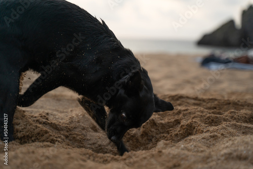 small black dog digging
 a hole in the sand on the beach photo