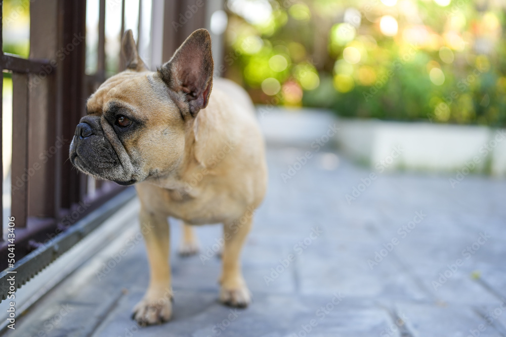 French bulldog standing behind the metal fence looking away. French bulldog standing behind the metal fence looking away.