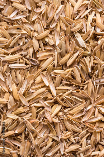 paddy seeds husk, also known as yellow rice chaff, rice husk or rice hull background, texture, taken from above,detail macro photo