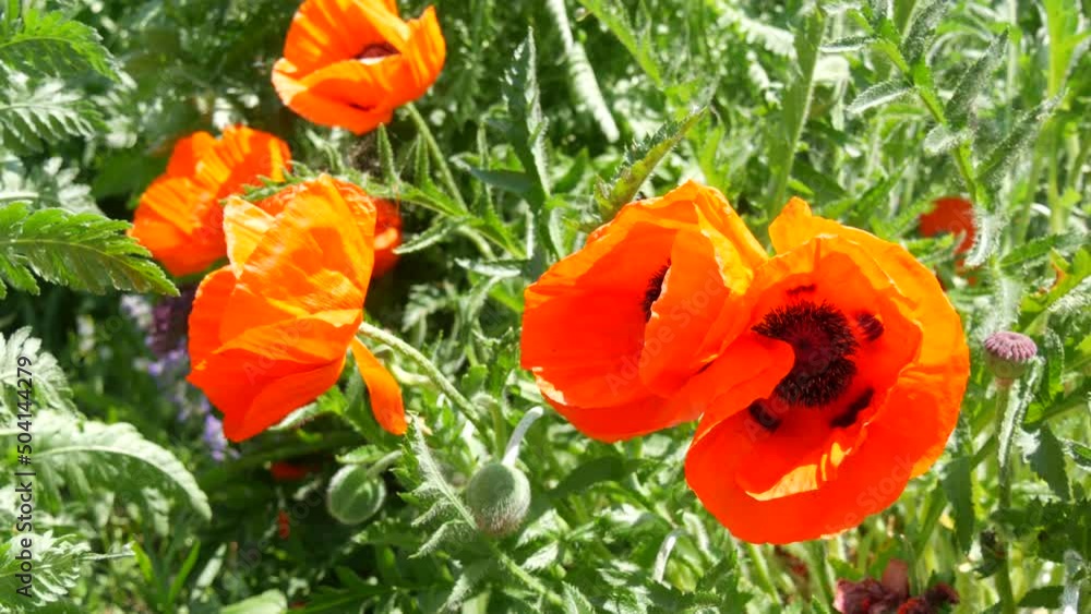 Huge unusual orange poppy petals sway in the wind on a spring day in a park in a flower bed Huge unusual orange poppy petals sway in the wind on a spring day in a park in a flower bed