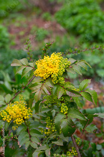 blooming mahonia growing in garden