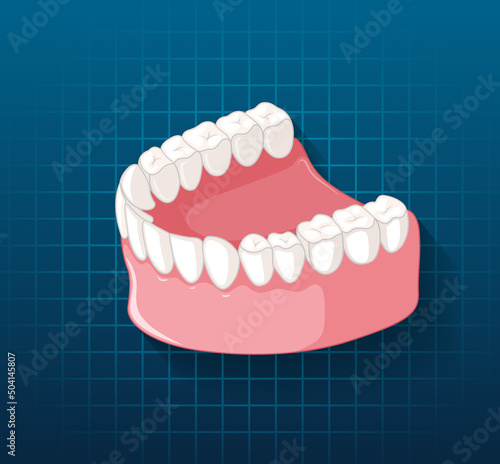 Human jaw with teeth