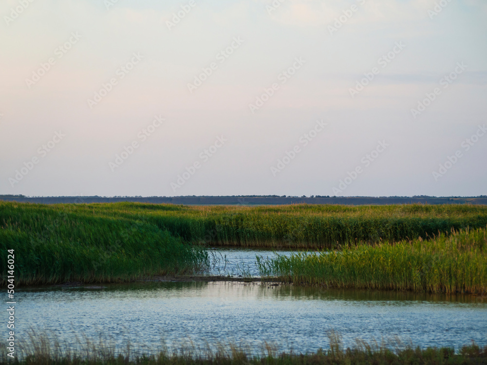 The sea meets the river on a beautiful quiet morning in a swampy wetland with green reeds landscape