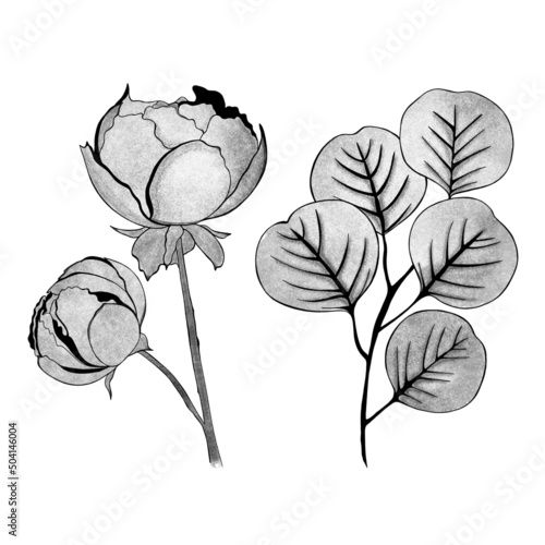 detailed sketch of peony and a sprig of ginkgo. Hand-drawn. design greeting c...