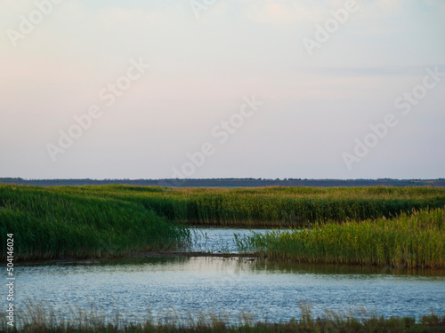 The sea meets the river on a beautiful quiet morning in a swampy wetland with green reeds landscape