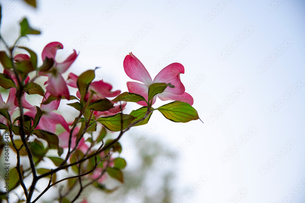 Obraz premium 空を押し上げるピンク