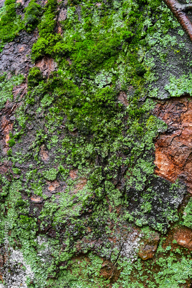 tree bark close-up. tree structure. old tree with peeling bark covered with moss. tree bark close-up. tree structure. old tree with peeling bark covered with moss.