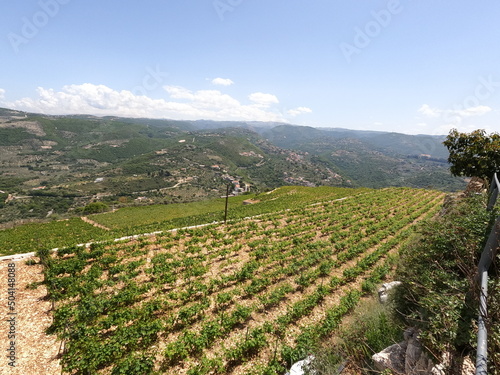 Vineyard view in summer season