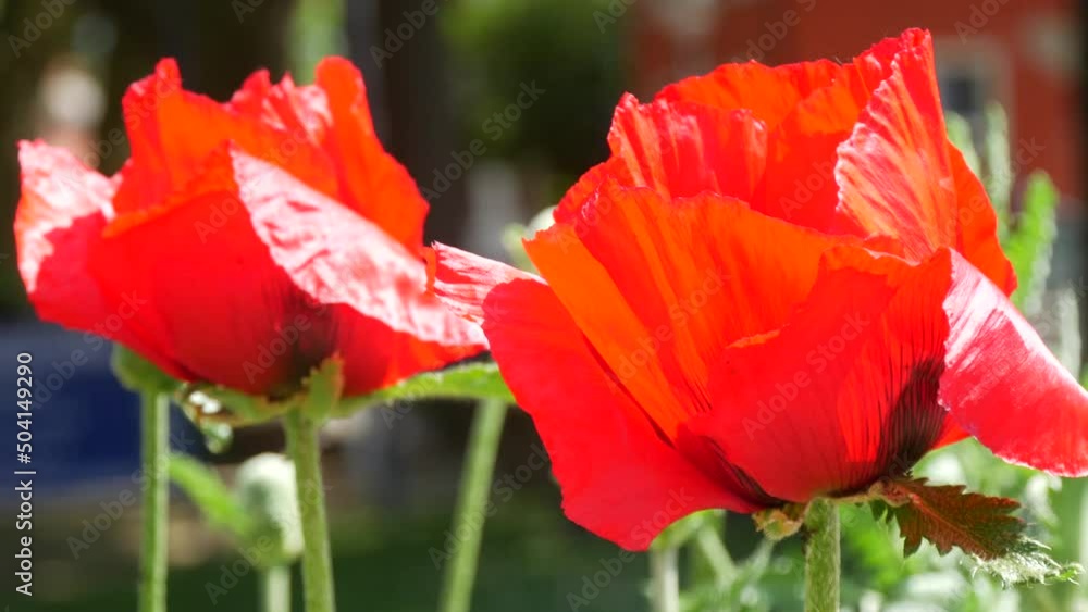 Huge red poppy petals sway in the wind on a spring day in a park in a flower bed close up view Huge red poppy petals sway in the wind on a spring day in a park in a flower bed close up view