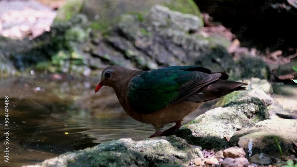 Seen at the edge of the waterhole drinking water as it looks at the camera, Common Emerald Dove, Chalcophaps indica, Thailand.