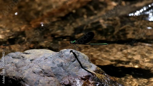 Seen perched on a rock at a flowing stream, Euphaea masoni male Damselfly, Kaeng Krachan National Park, Thailand. photo