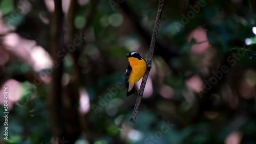 Perched on a hanging twig looking around deep in the forest as its yellow-orange color is emphasized, Yellow-rumped Flycatcher Ficedula zanthopygia, Kaeng Krachan National Park, Thailand. photo