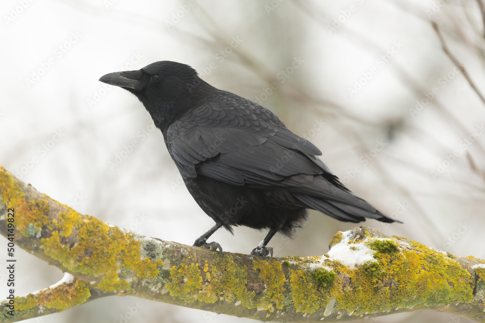 Obraz premium Rabenkrähe