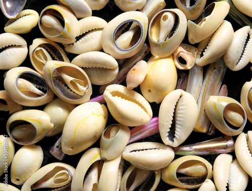 Sea Shell photo