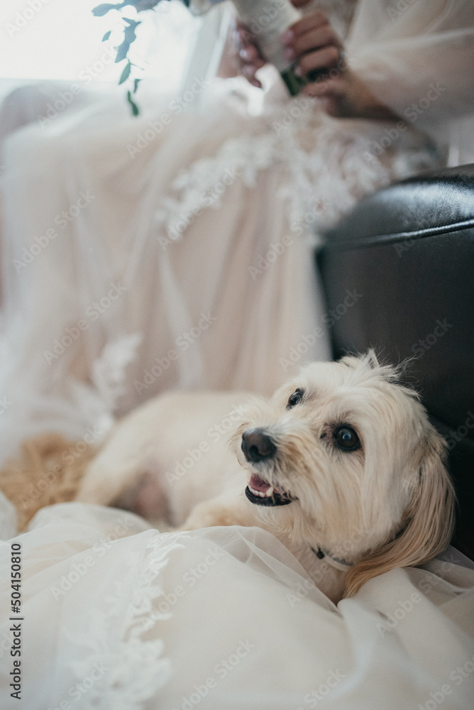 Bride posing on wedding day with dog.
Bride posing on wedding day with dog.