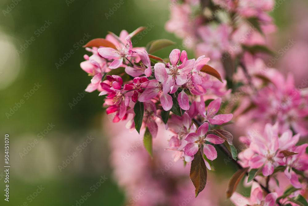 Closeup of a fruit tree pink blossom in spring. Beautiful nature background with copy space. Freshness, art, inspiration, beauty concept.