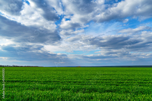 agricultural field with young green wheat sprouts  bright spring landscape on a sunny day  blue sky as background