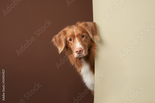 Funny dog peeking out. Ginger Nova Scotia duck tolling retriever on a beige-brown background