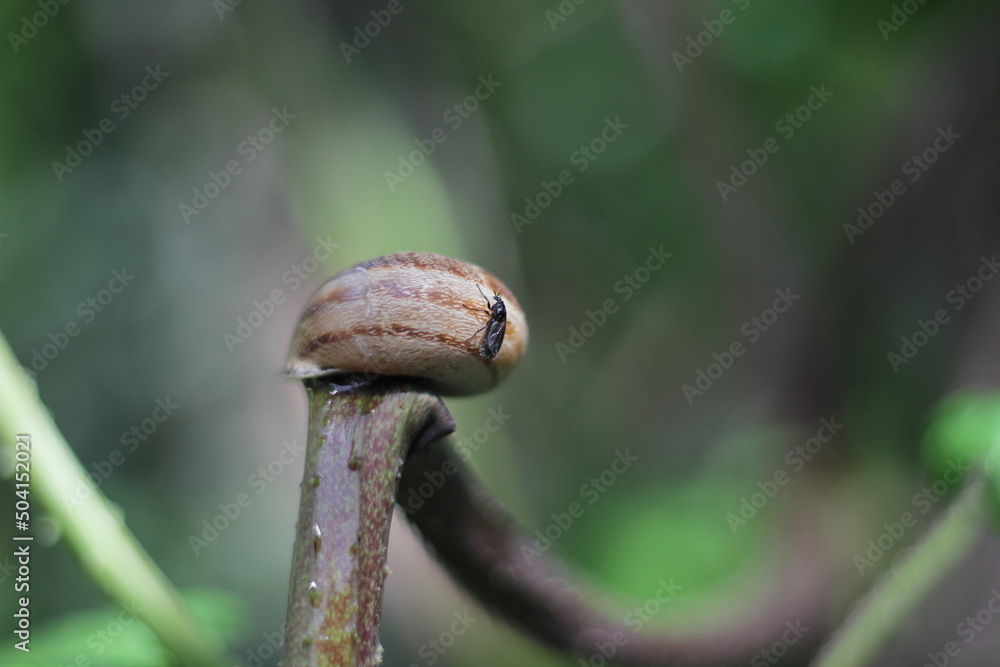 Insect on a snail against the background of greenery in the garden in April Insect on a snail against the background of greenery in the garden in April