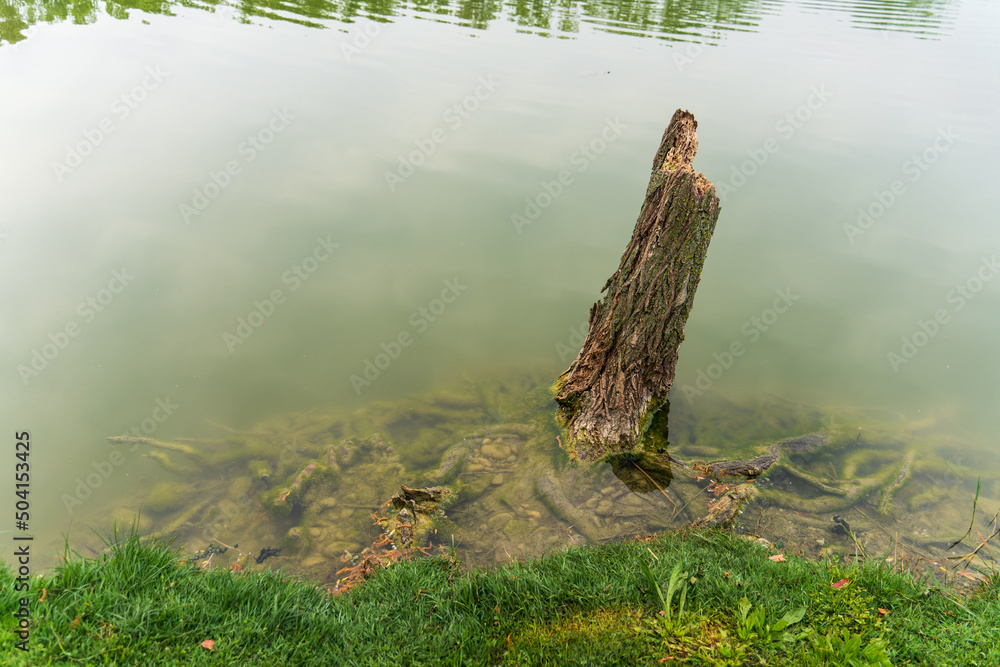 The roots of the stump of an old dead tree intertwined in the water at the green edge of the shore of the pond on a spring morning The roots of the stump of an old dead tree intertwined in the water at the green edge of the shore of the pond on a spring morning