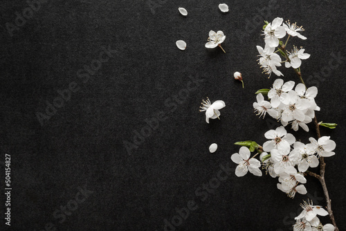 Fotografia Fresh beautiful white cherry blossoms on black dark table background