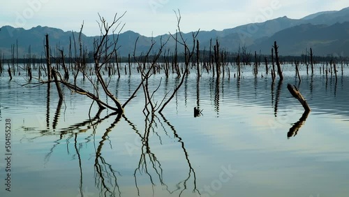 Half-submerged trees reflected in flat dam water; Theewaterskloof photo