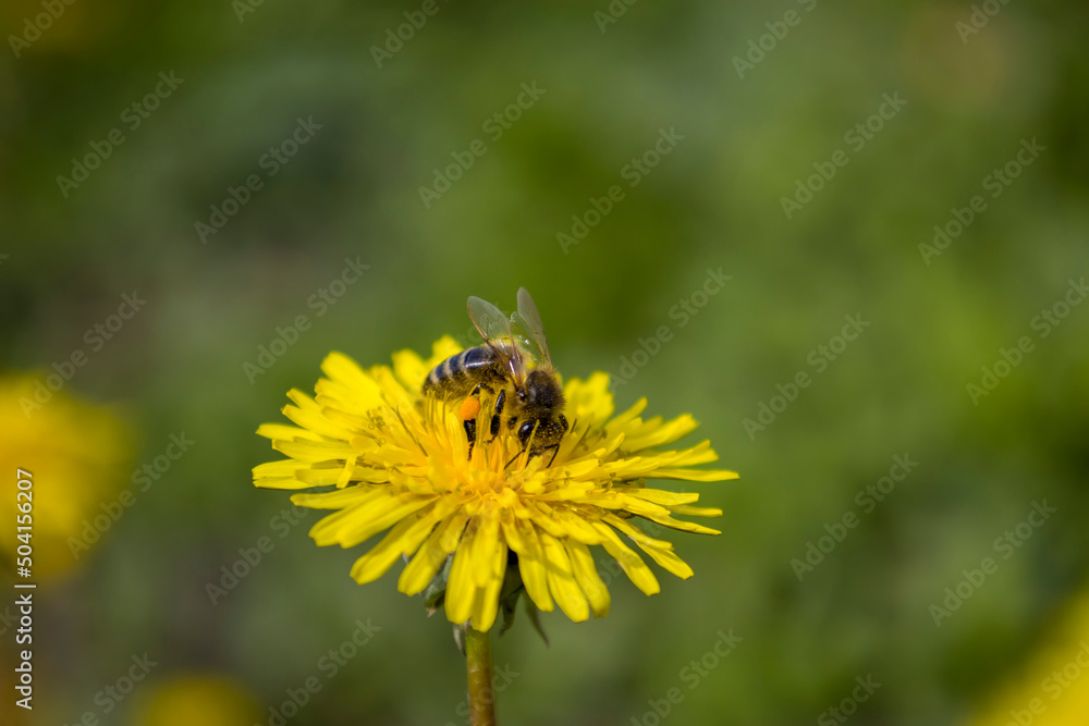 Dandelion flower with bee. Selective focus. Dandelion flower with bee. Selective focus.