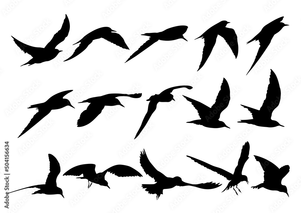 set of silhouettes of Tern birds