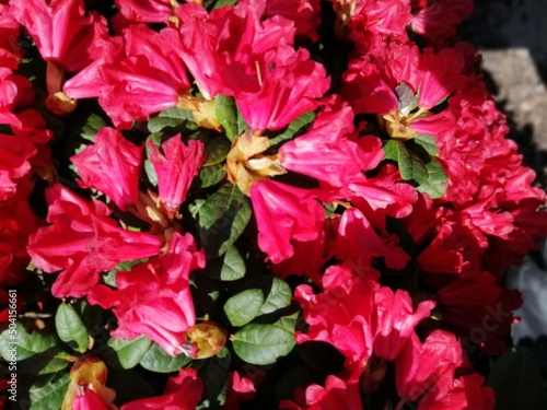 bright red blooming Rhododendron Scarlet Wonder with bell-shaped flowers close up. Flower desktop Wallpaper