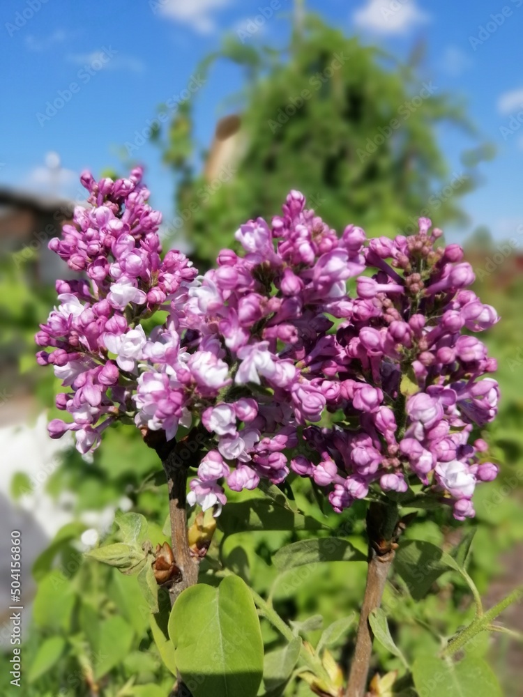 a rare variety of terry lilac.Syringa vulgaris Aigul. Lots of delicate pink and purple flowers in the garden against a bright blue sky background. Floral Desktop wallpaper a rare variety of terry lilac.Syringa vulgaris Aigul. Lots of delicate pink and purple flowers in the garden against a bright blue sky background. Floral Desktop wallpaper