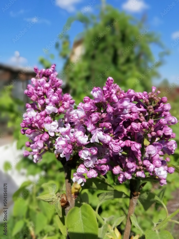 a rare variety of terry lilac.Syringa vulgaris Aigul. Lots of delicate pink and purple flowers in the garden against a bright blue sky background. Floral Desktop wallpaper