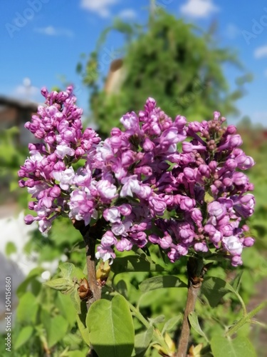 a rare variety of terry lilac.Syringa vulgaris Aigul. Lots of delicate pink and purple flowers in the garden against a bright blue sky background. Floral Desktop wallpaper