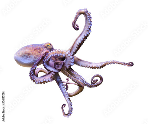 Close-up view of a Common Octopus (Octopus vulgaris), isolated on white background