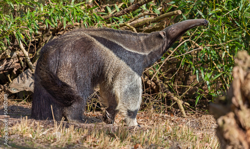 Close up view of a Giant anteater (Myrmecophaga tridactyla)