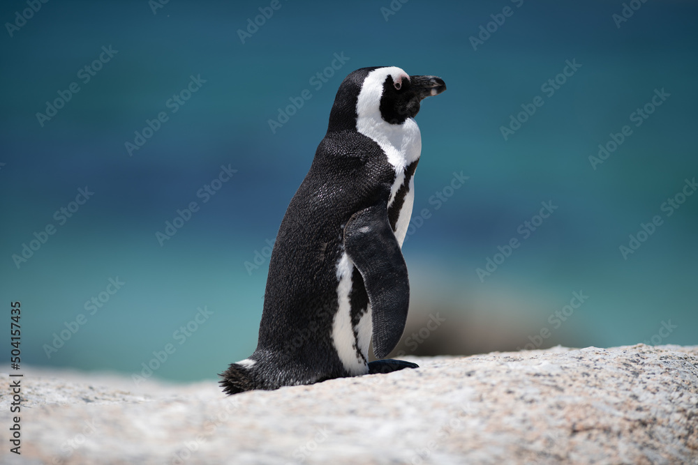 Fototapeta premium penguin on the rocks