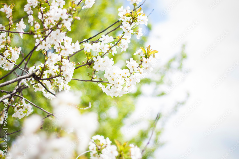 White cherry blossoms in spring against a blue sky background on a sunny day close-up macro in nature outdoors. White cherry blossoms in spring against a blue sky background on a sunny day close-up macro in nature outdoors.