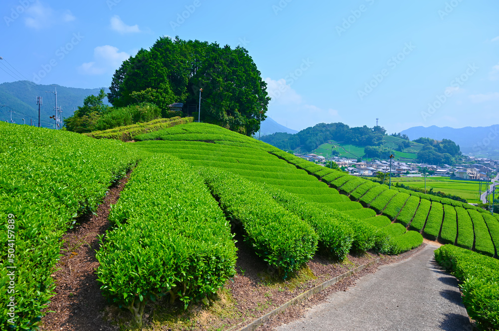Fototapeta premium 太鼓山 茶畑 たいこ山古墳 和束 京都府和束町