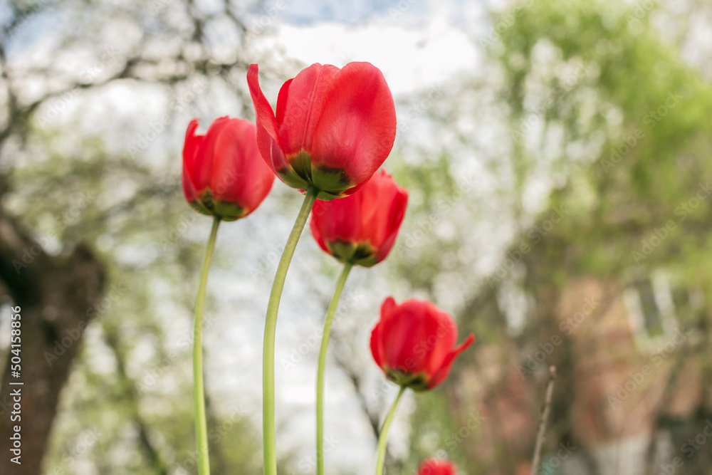 Few red tulips in spring garden Few red tulips in spring garden