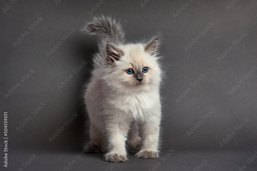 Cute fluffy kitten against light background. Space for text