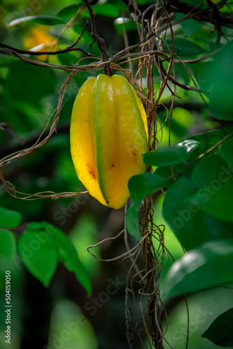 Yellow star fruit grown on the farm