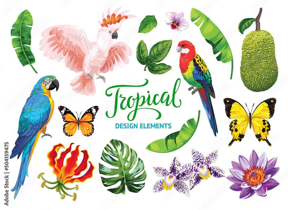 Obraz premium Tropical collection: exotic flowers, leaves, parrots and butterflies. Vector isolated elements on the white background.